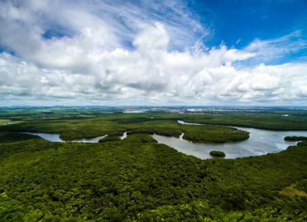 Aerial view of Amazonian rain forest